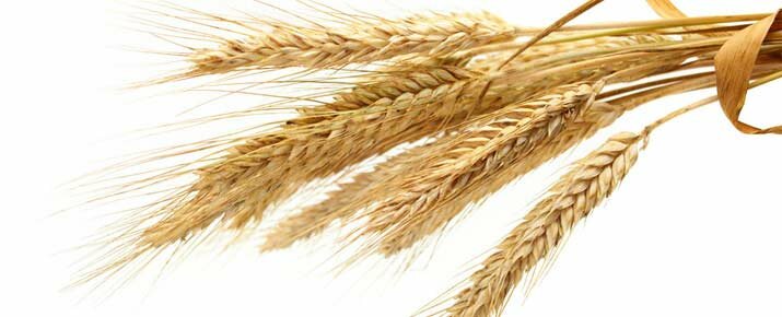 How to invest in wheat